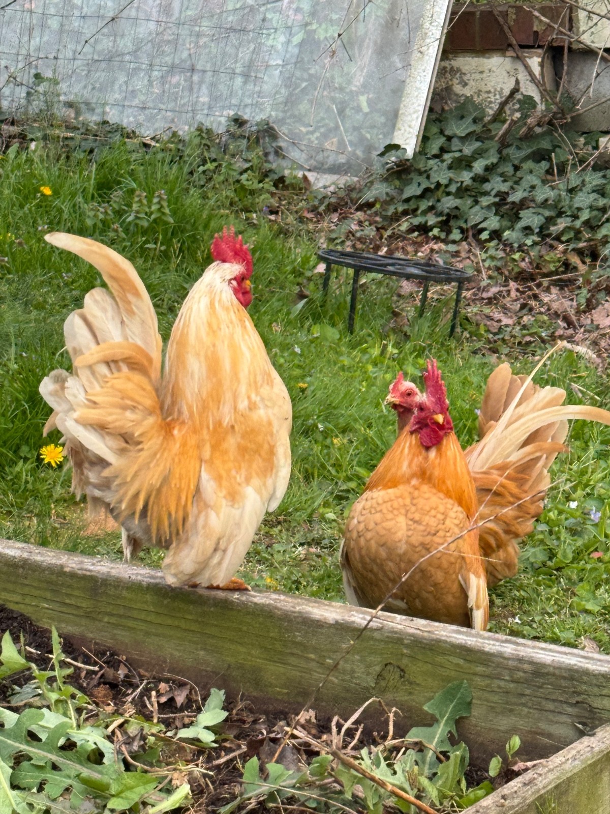 10 + small Serama Chicken Hatching Eggs