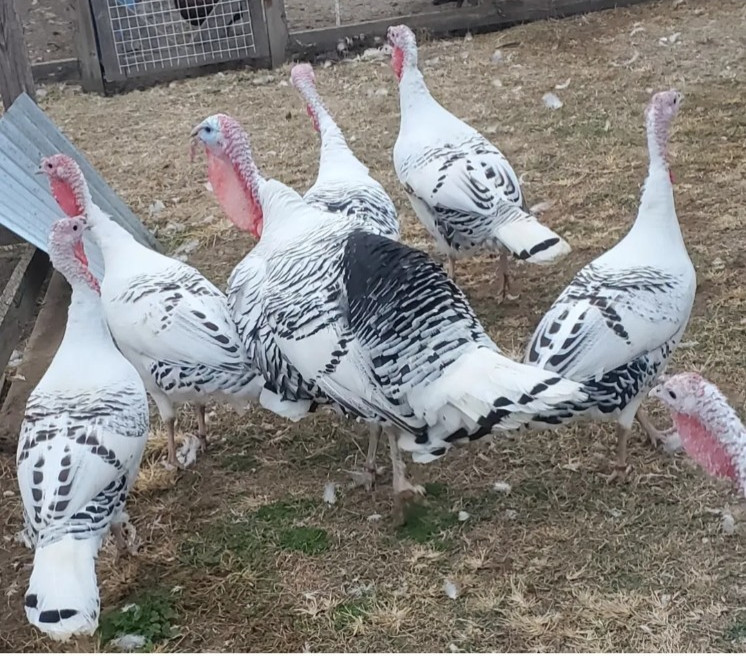 6 Royal Palm Turkey Hatching Eggs