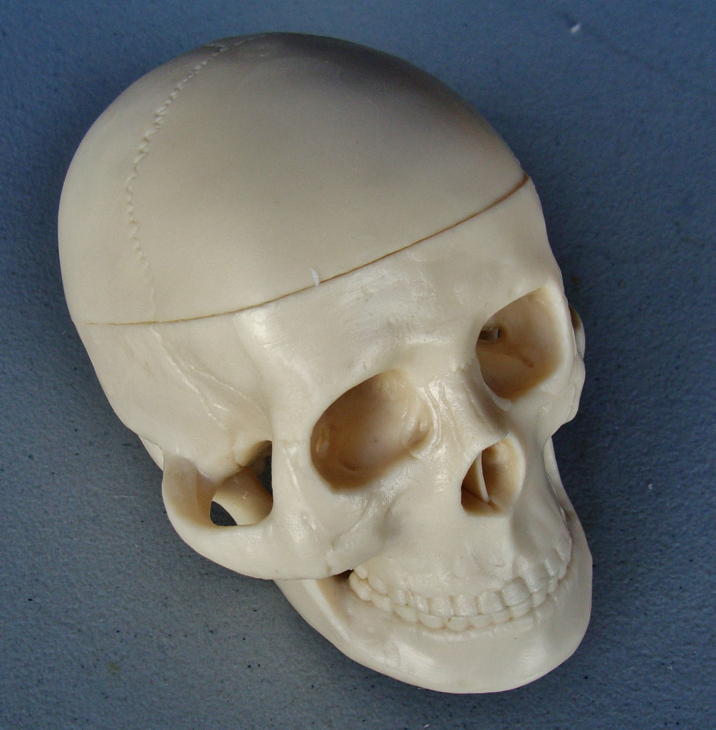 Model Anatomy | Miniature Skull | 6" X 5" X 4" | IT-112 ARTMED