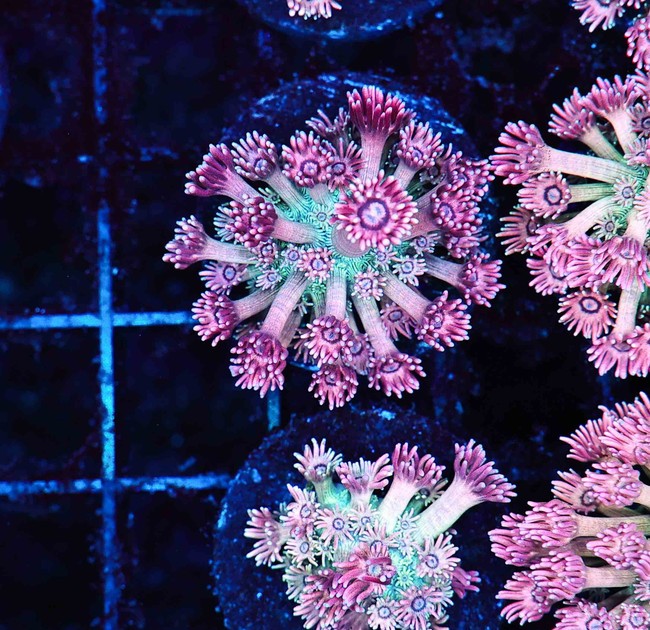 Key Lime Goniopora Coral WYSIWYG - SAQ Coral Farm