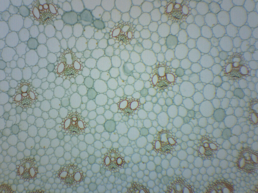 Zea Mays Stem - Prepared Microscope Slide - 75x25mm - Eisco Labs