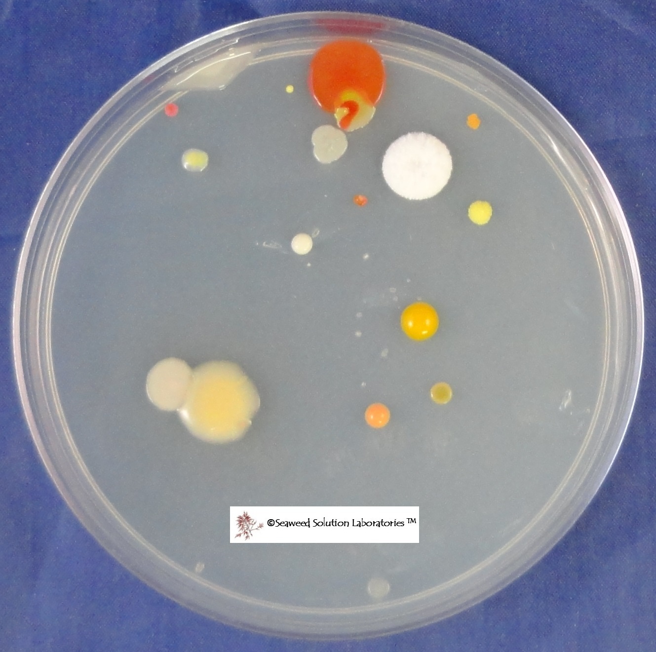 Nutrient Agar Kit- Yields 10, 100mm Petri Dishes - FREE SHIPPING!!!