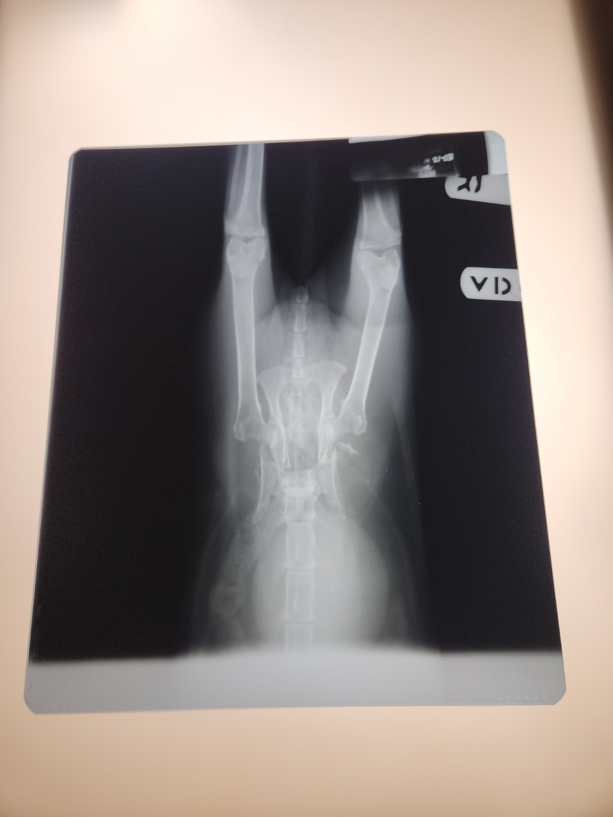 Animal X-Ray Film Negative Print -Feline Cat 12" x 10" XRay Medical Bones C24