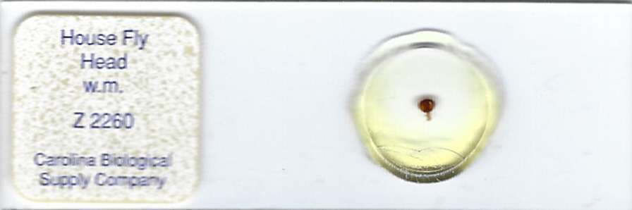 House Fly Head w.m. Microscope Slide