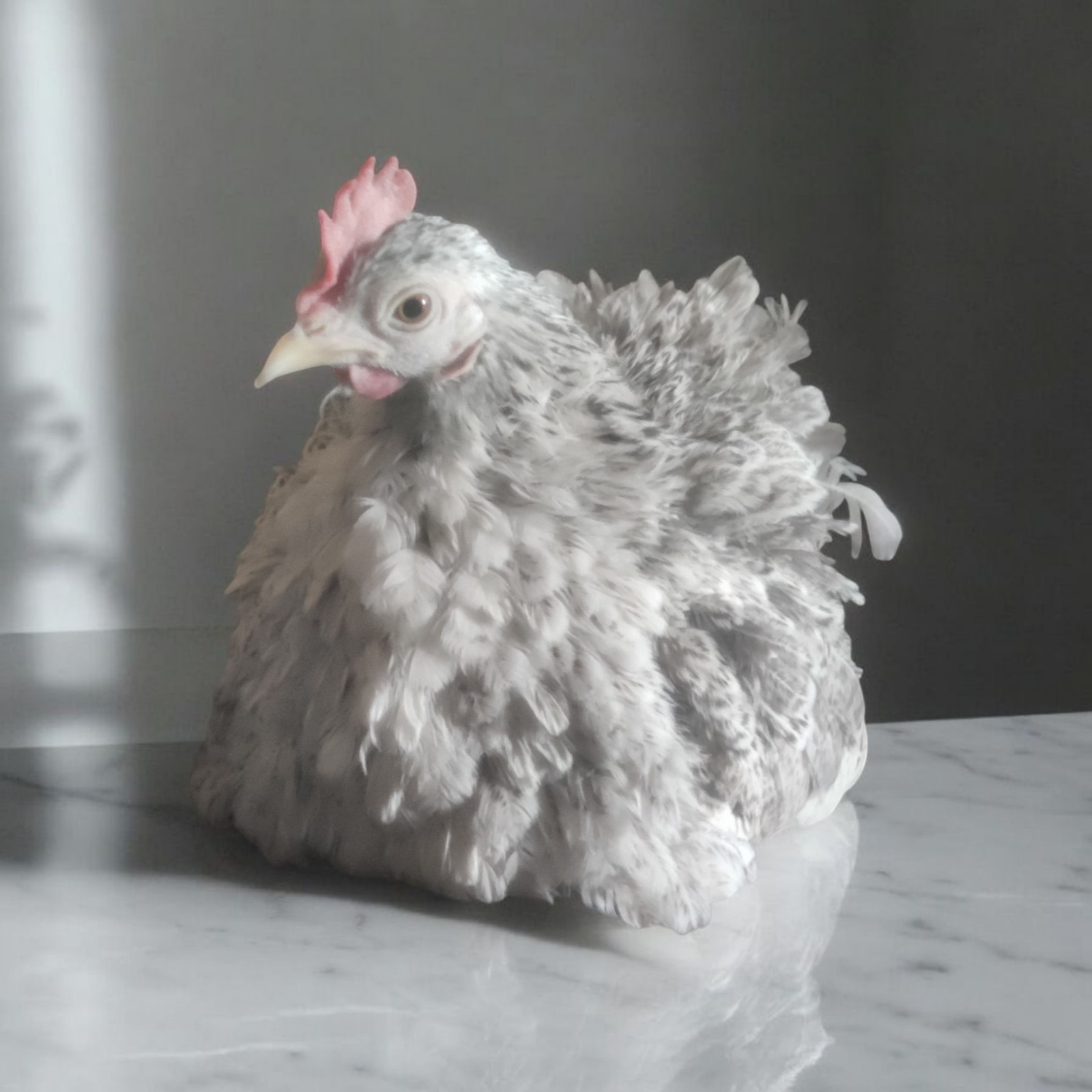 9+ Serama Hatching Eggs. Smooth and frizzle