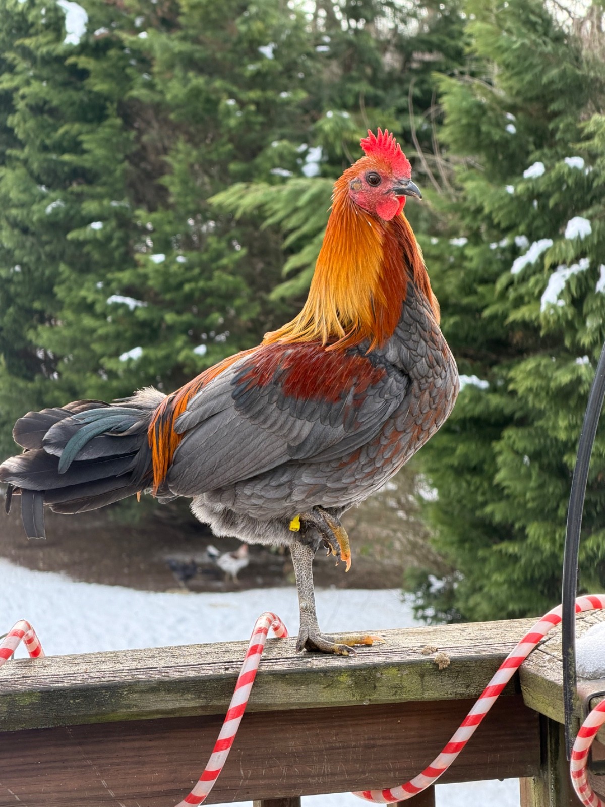 18 Miner Blues chicken hatching eggs