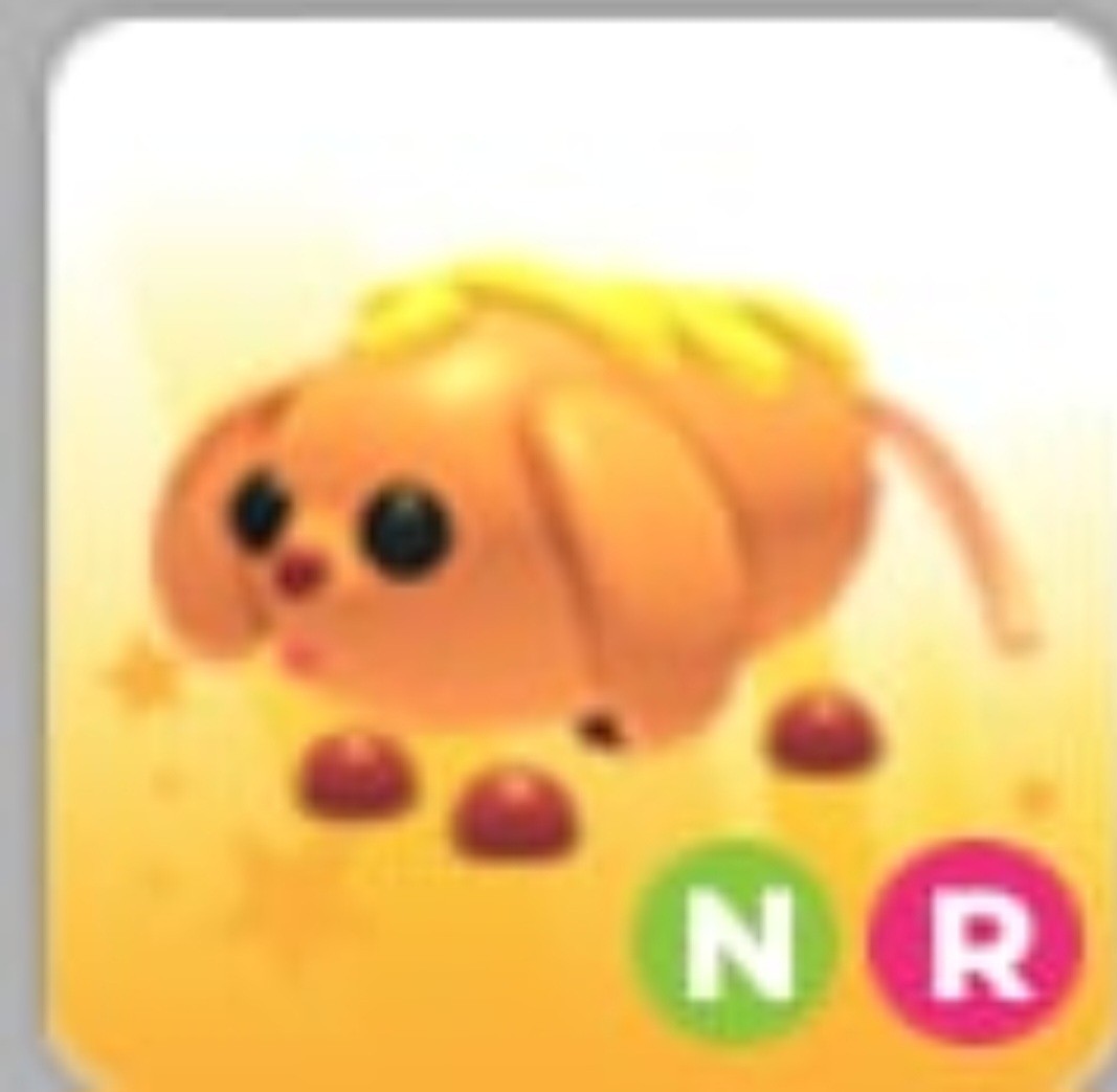 Corn Doggo | NFR | MFR | Adopt Now