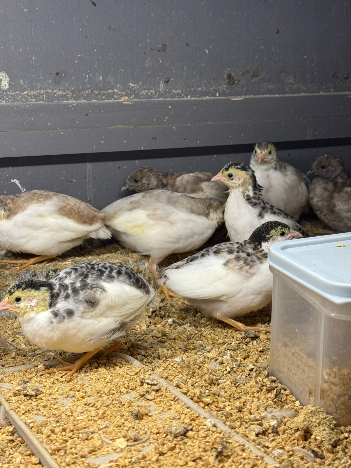20 Button Quail Hatching Eggs Multiple Colors