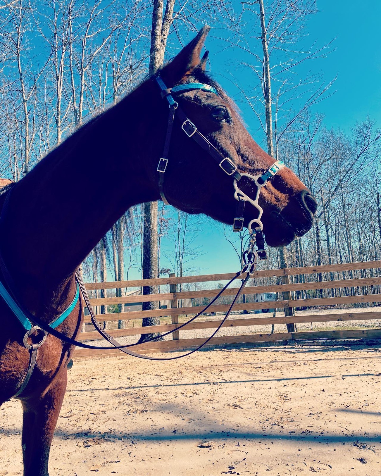 ** Highest Quality Aluminum "S" Hackamore Shanks