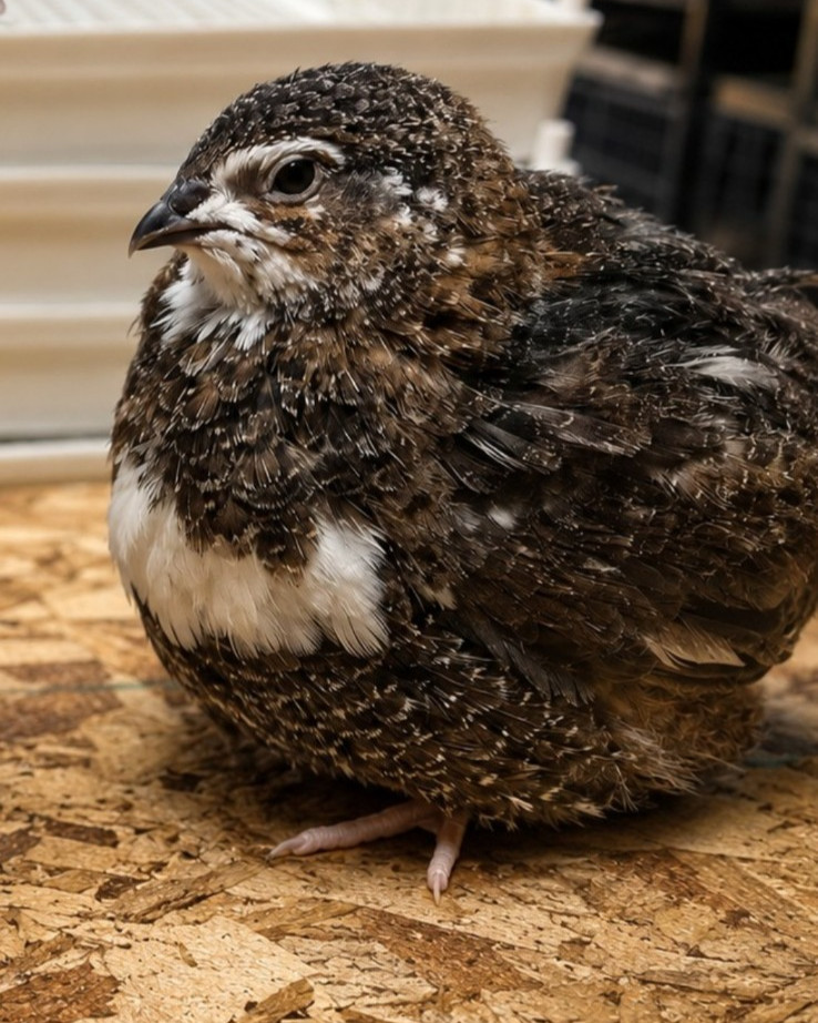 Variety Coturnix Quail Hatching Eggs