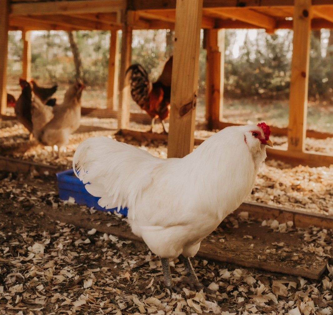 Pure Ameraucana Hatching Eggs 1 Dozen Foam Shipper Corn Soy Free