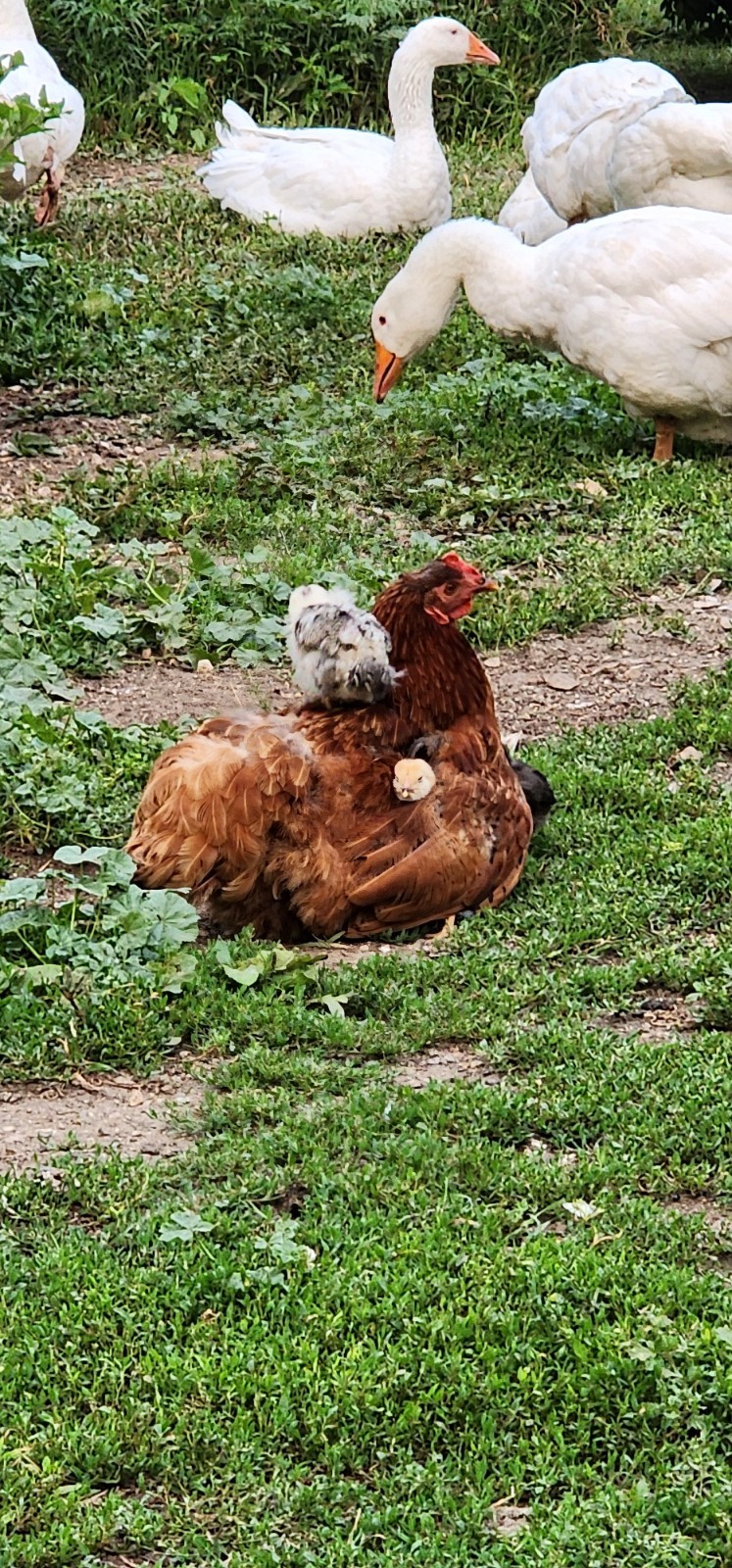 12+ Barnyard Mix Fresh Fertile Hatching Eggs FREE RANGE