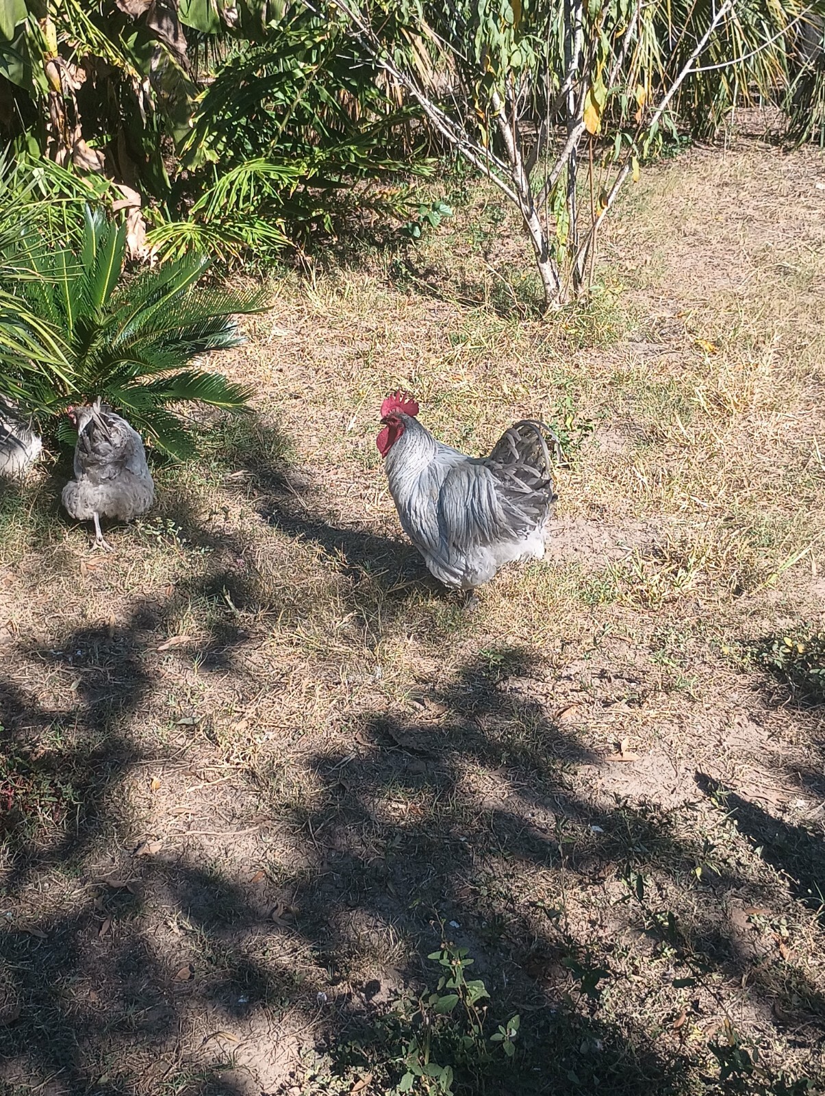 **RARE**(6) Lavender Orpington Hatching Eggs