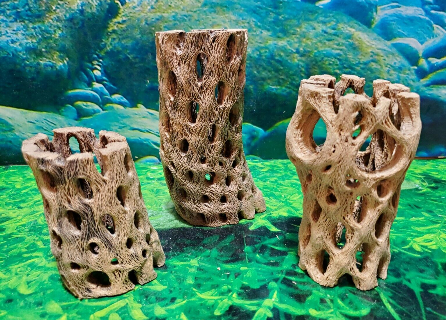 3 pcs strong TEDDY BEAR CHOLLA Wood | Air Plant | Aquarium Terrarium Cave Tunnel