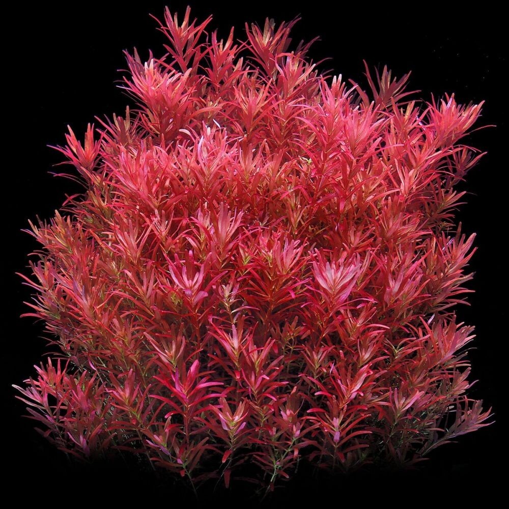 6 Stems rotala Blood Red! live aquarium plants beautiful!!! FREE S/H Priority