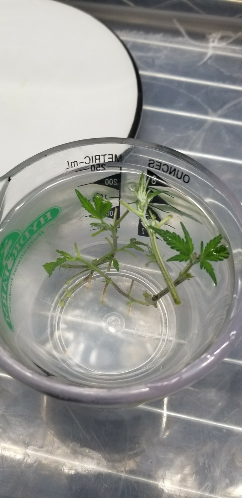 Tissue Culture Starter Kit 108 Microclone Tubes Most Plants Include Cannabis