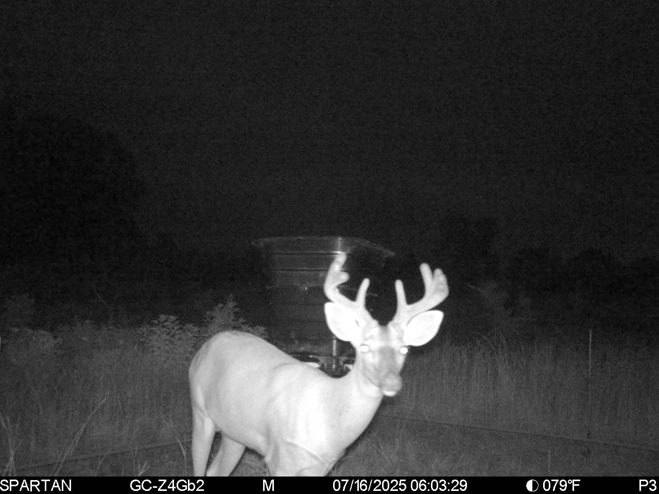 Deer feeder