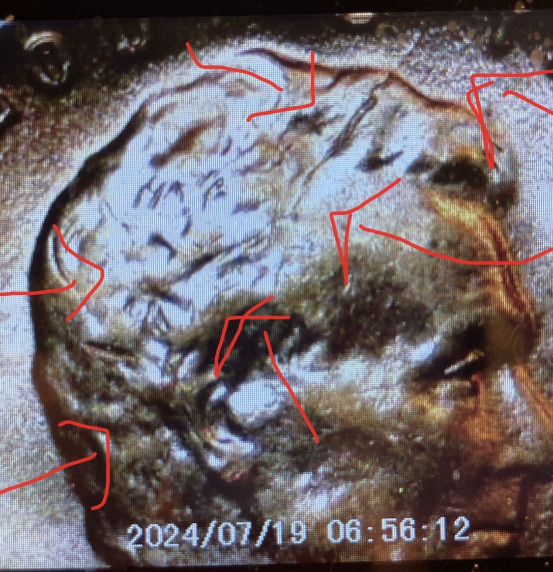 1952 Lincoln Cent Penny BU Die Crack Head, Die Chips on Reverse
