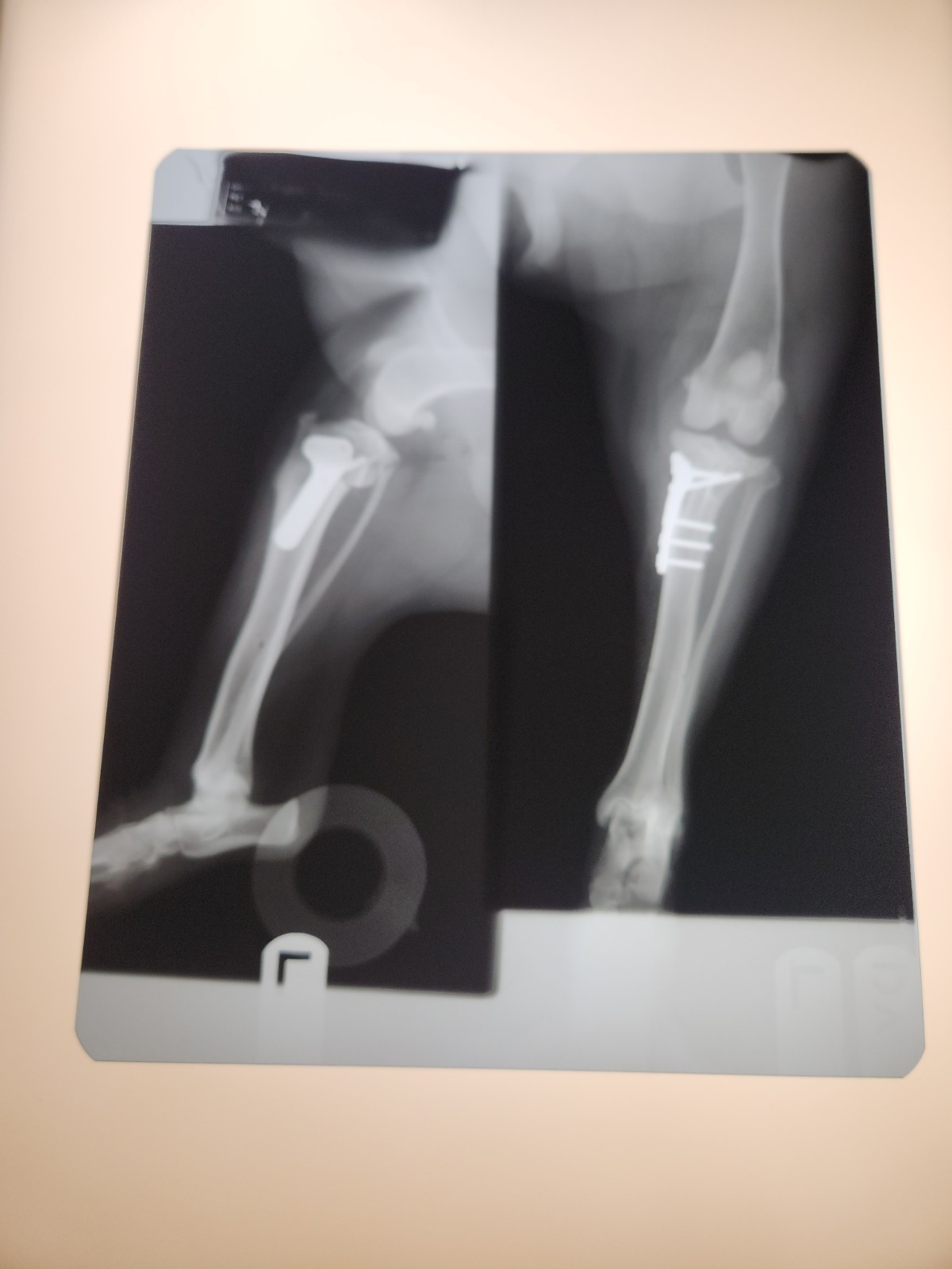 Animal X-Ray Film Negative Print - Canine Dog 12" x 10" XRay Medical Bones C23