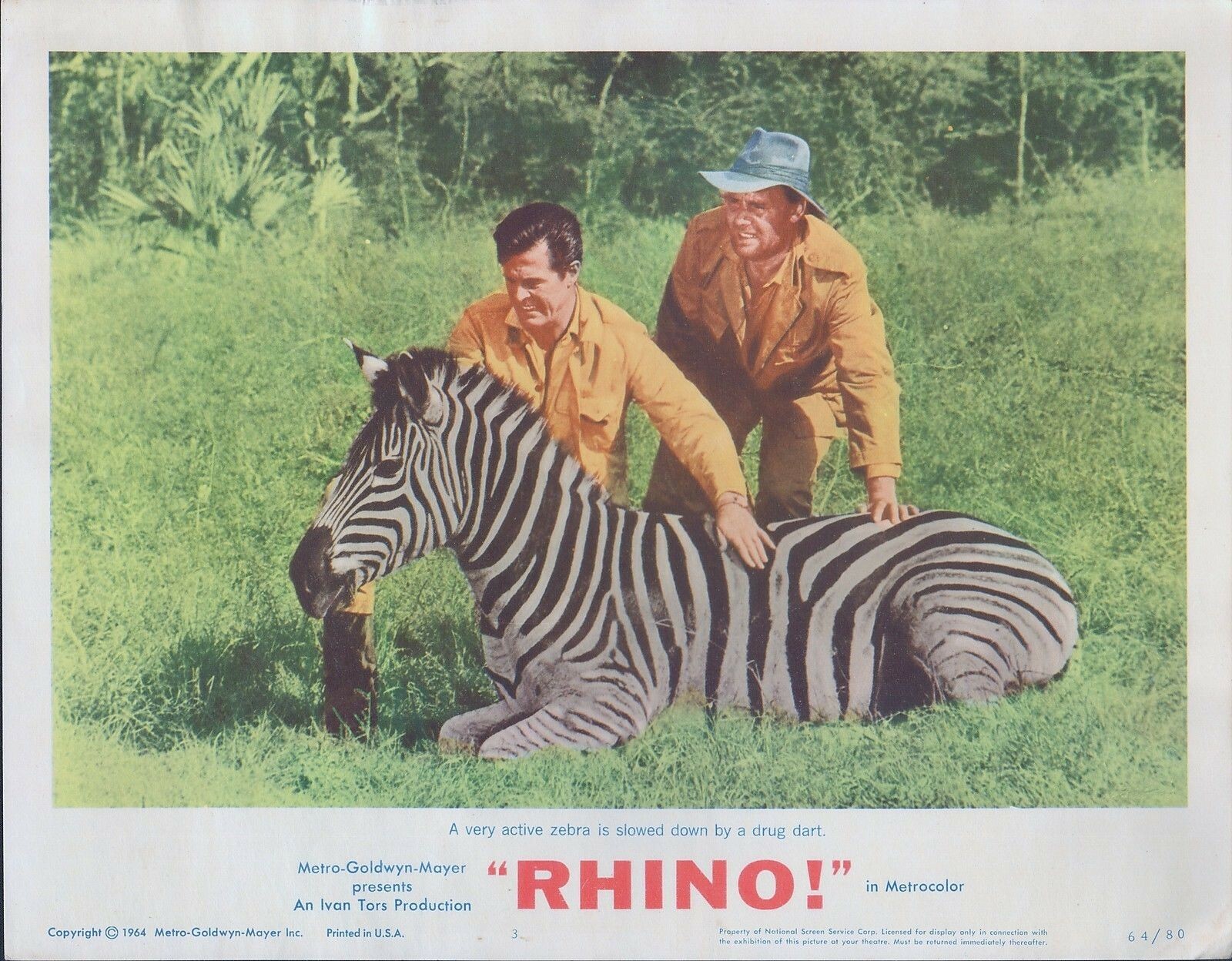 ROBERT CULP, Rhino ‘64 6 diff Lobby Cards, zebra, lion, African buffalo, leopard