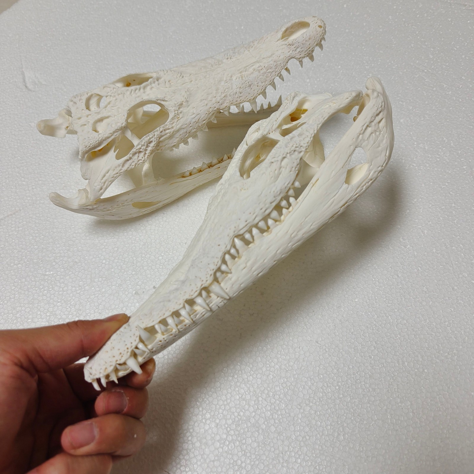 1PC Real Crocodile Head Skull Specimen Skeleton Animal Decor Collect Education