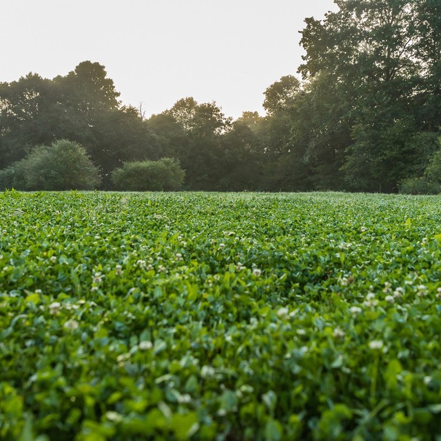 MAGNET OUTDOORS FOUNDER'S BLEND NORTH FOOD PLOT SEED