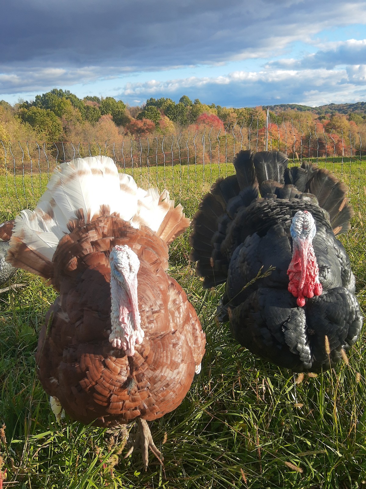 6 bourbon red turkey hatching eggs