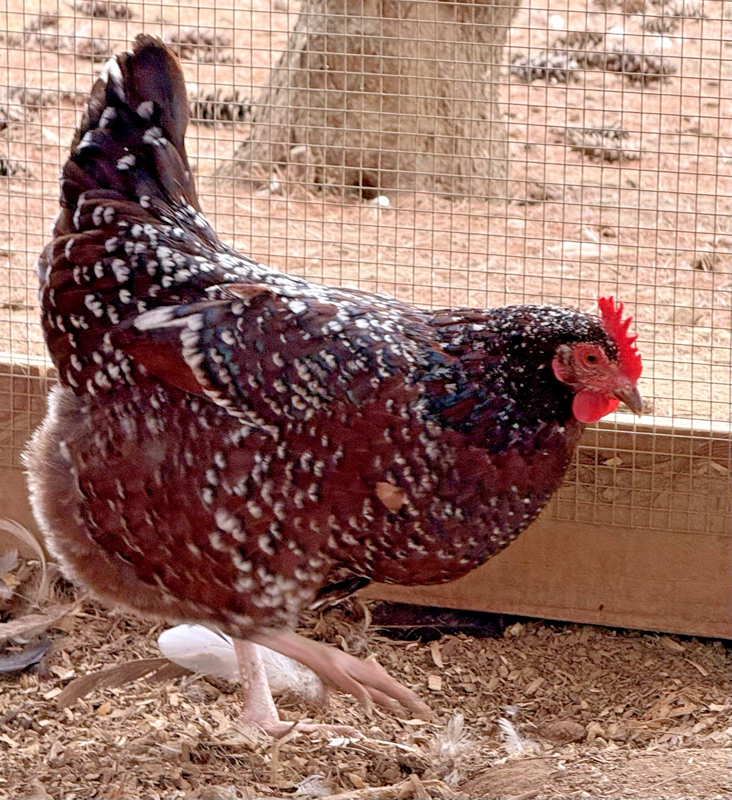 8++ Chicken Hatching Eggs ~Barnyard Mix~ Rainbow Egg Layers ~ Premium Breeds