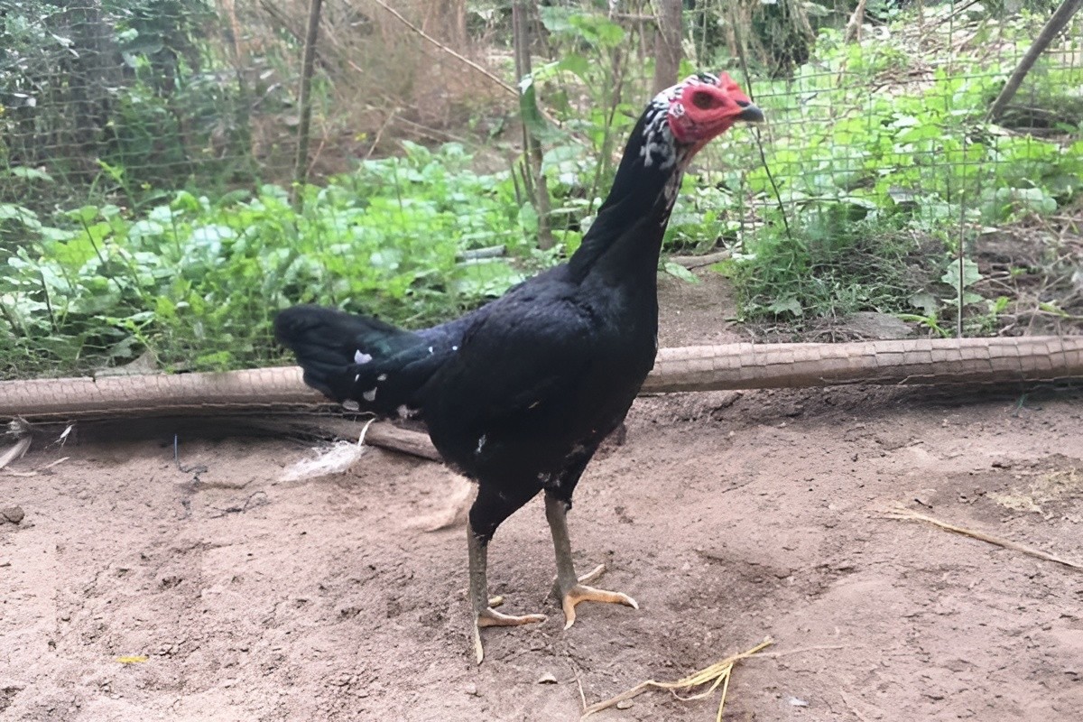 4+1 GANOI hatching EGGS