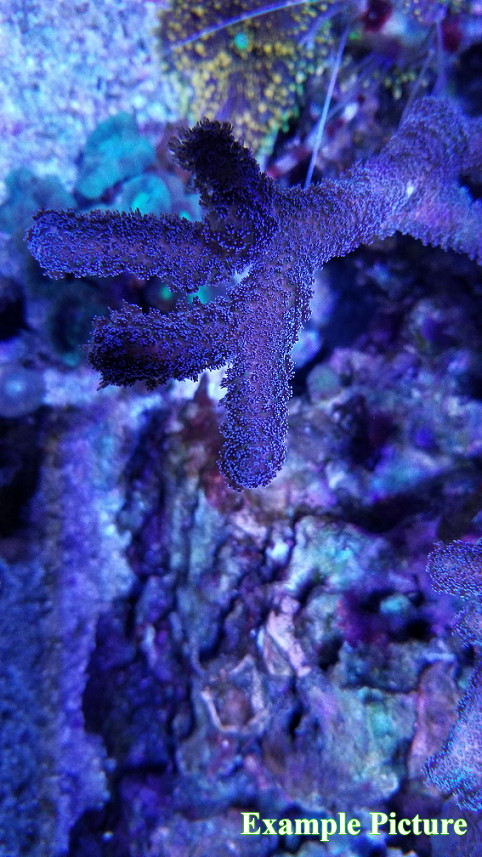 Rectangular Large Coral Viewer – Phone Edition - 3D Printed - Many Colors