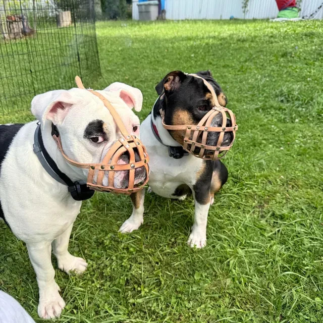 Light leather Dog Muzzle for English Bulldog and Other dogs with short snout