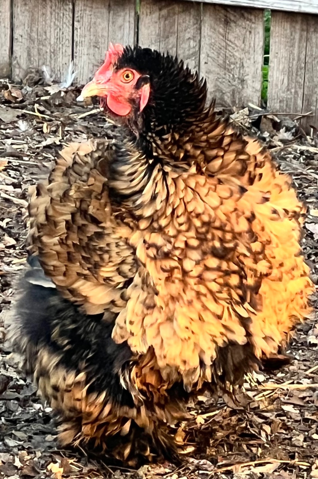 Standard Cochin Hatching Eggs Possible Frizzle 6 Pack