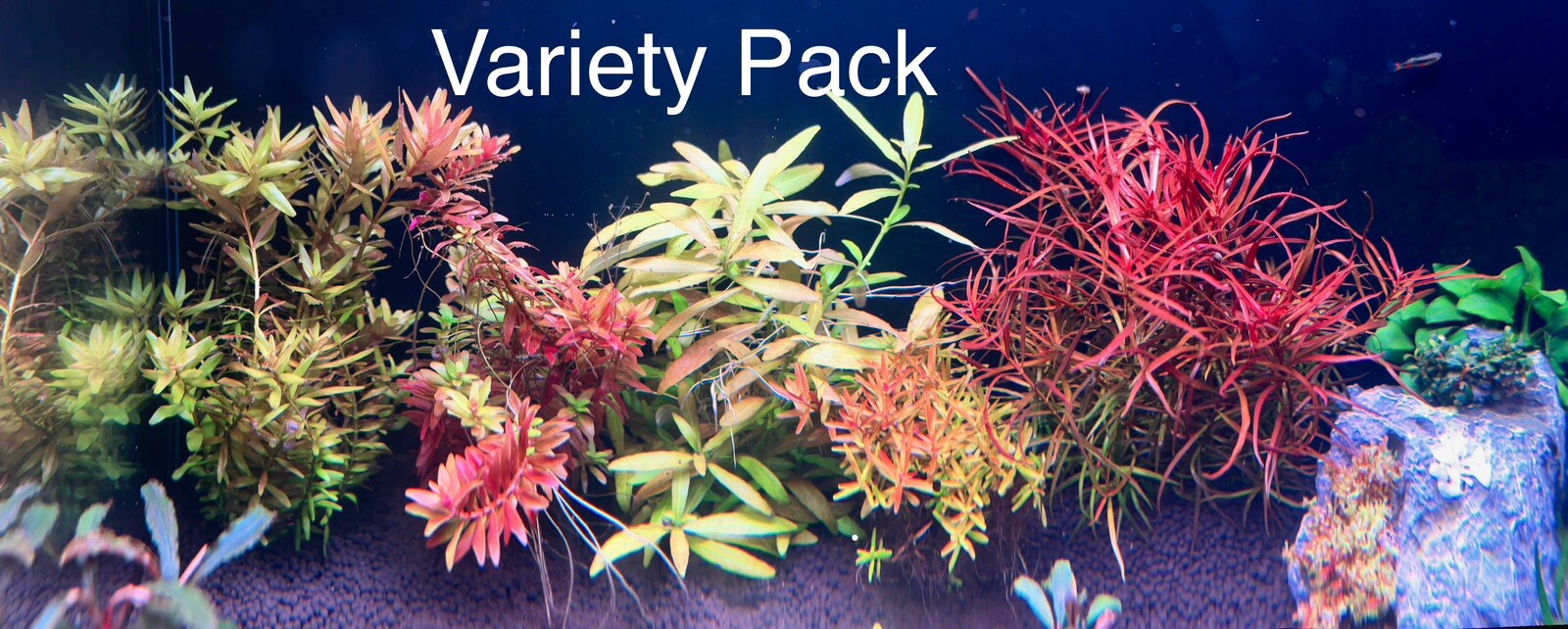 Variety Freshwater Plants Pack 5 Plants 25 Stems( Rotala, Hygrophila, Ludwiga)
