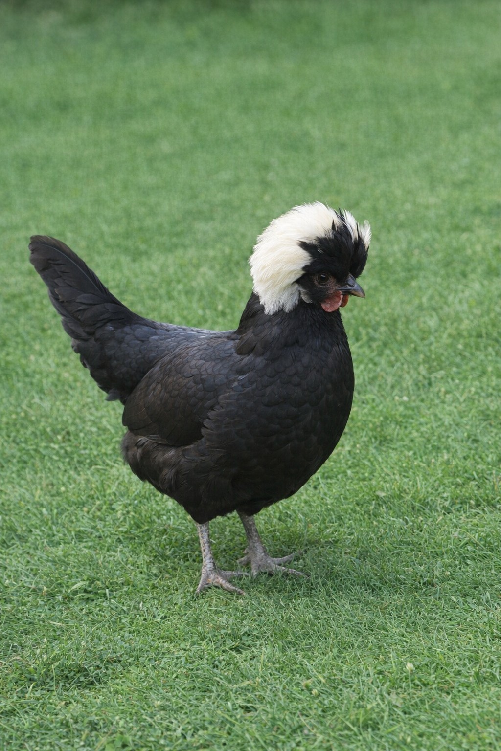 6 Fancy & Rare Breed Chicken Hatching Eggs