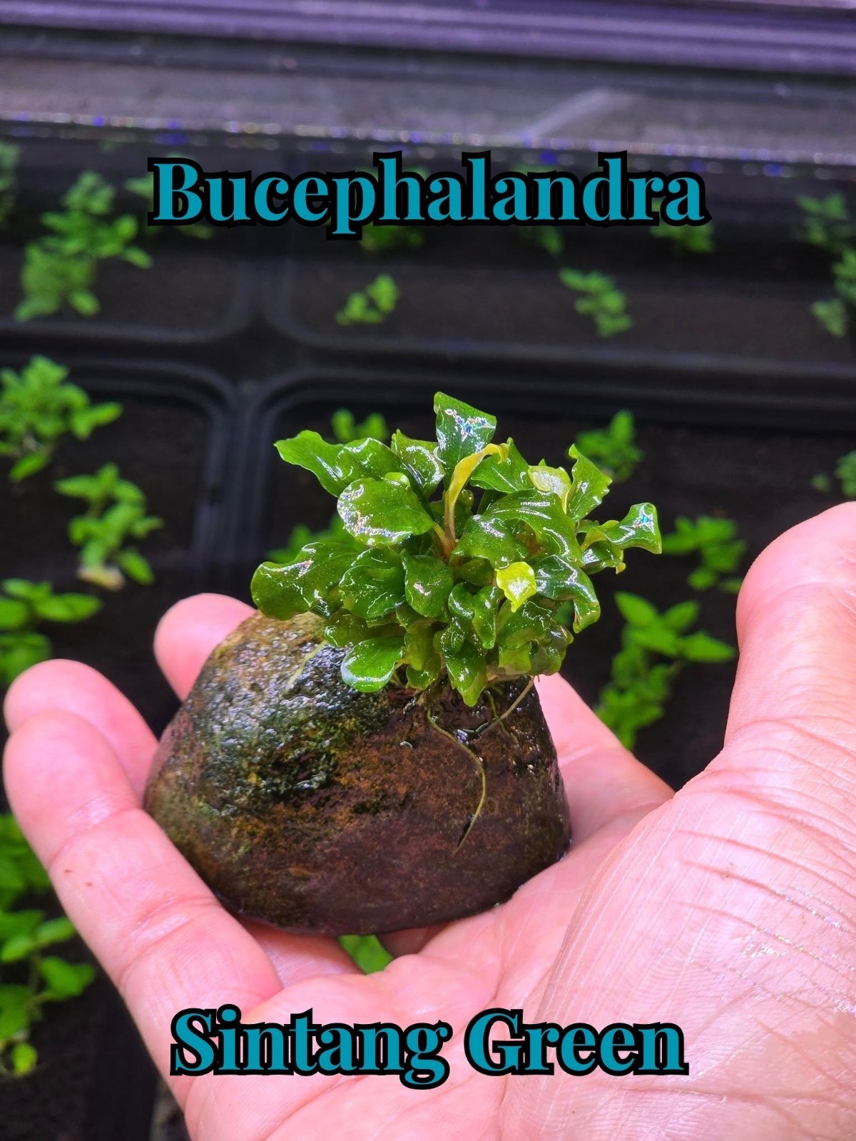 Bucephalandra Sintang Green-Live Aquatic Buce Epiphyte Rhizome Fish Shrimp Plant