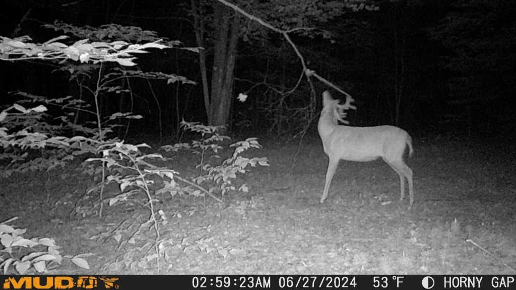 deer attractant Rope Kit! Free Shipping!