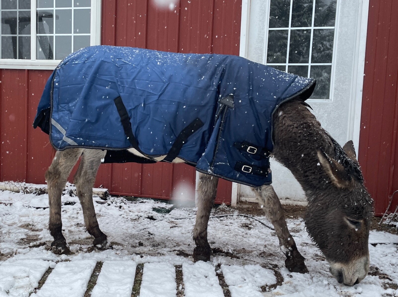 Donkey Longear Winter Turnout Blanket - mini donkey