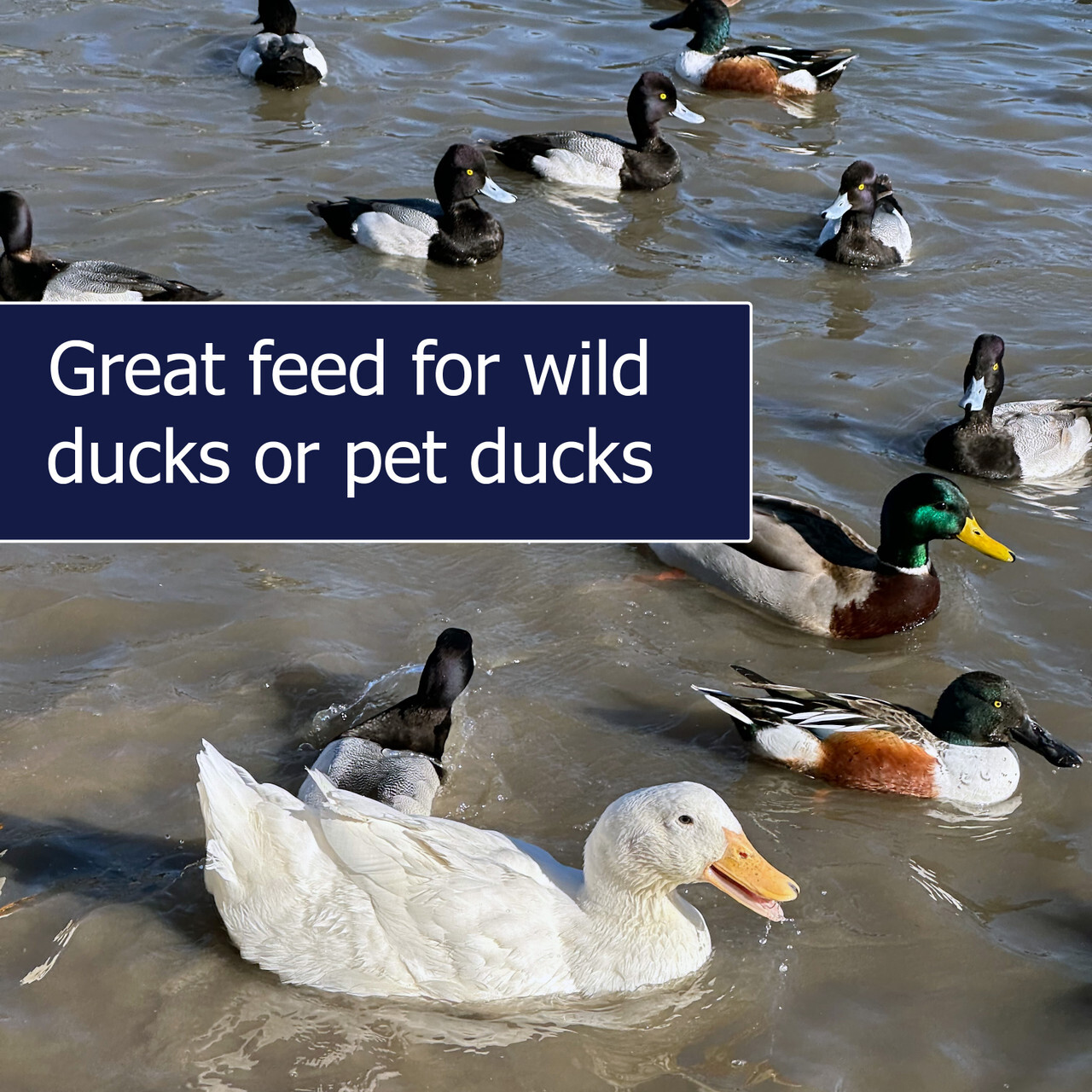 Waterfowl Floating Pellets 5 lb
