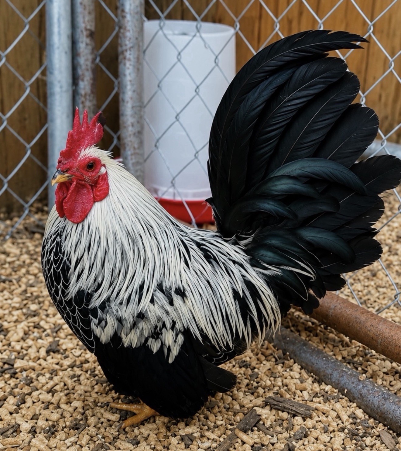 Hens choice- assorted bantam hatching eggs