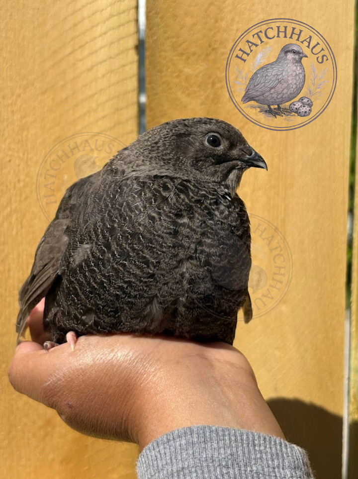 30+ RAINBOW RARE COLORS Coturnix Quail Hatching Eggs FREE SHIPPING