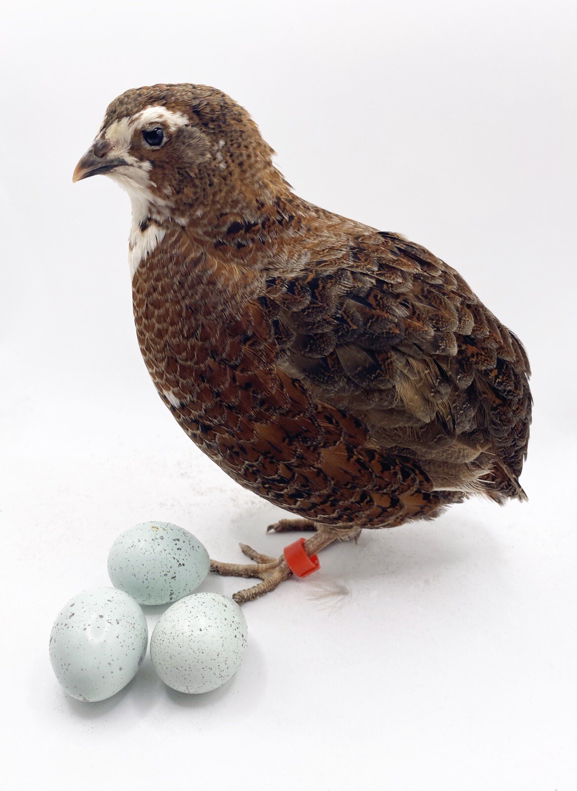 6++ Celadon Coturnix Quail Hatching Eggs - Blue Egg Layers
