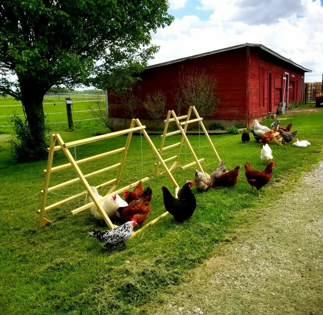 12 Fertile Hatching Eggs - Assorted Barnyard mix. MARANS POSSIBLE *RARE BREEDS*