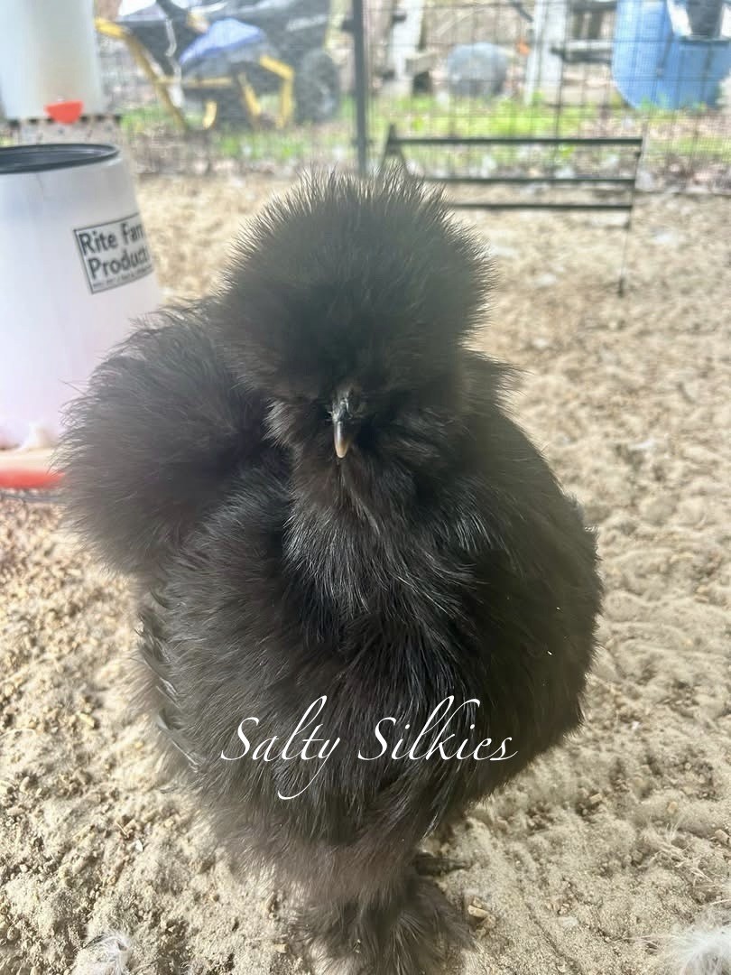 Silkie Hatching Eggs 10+
