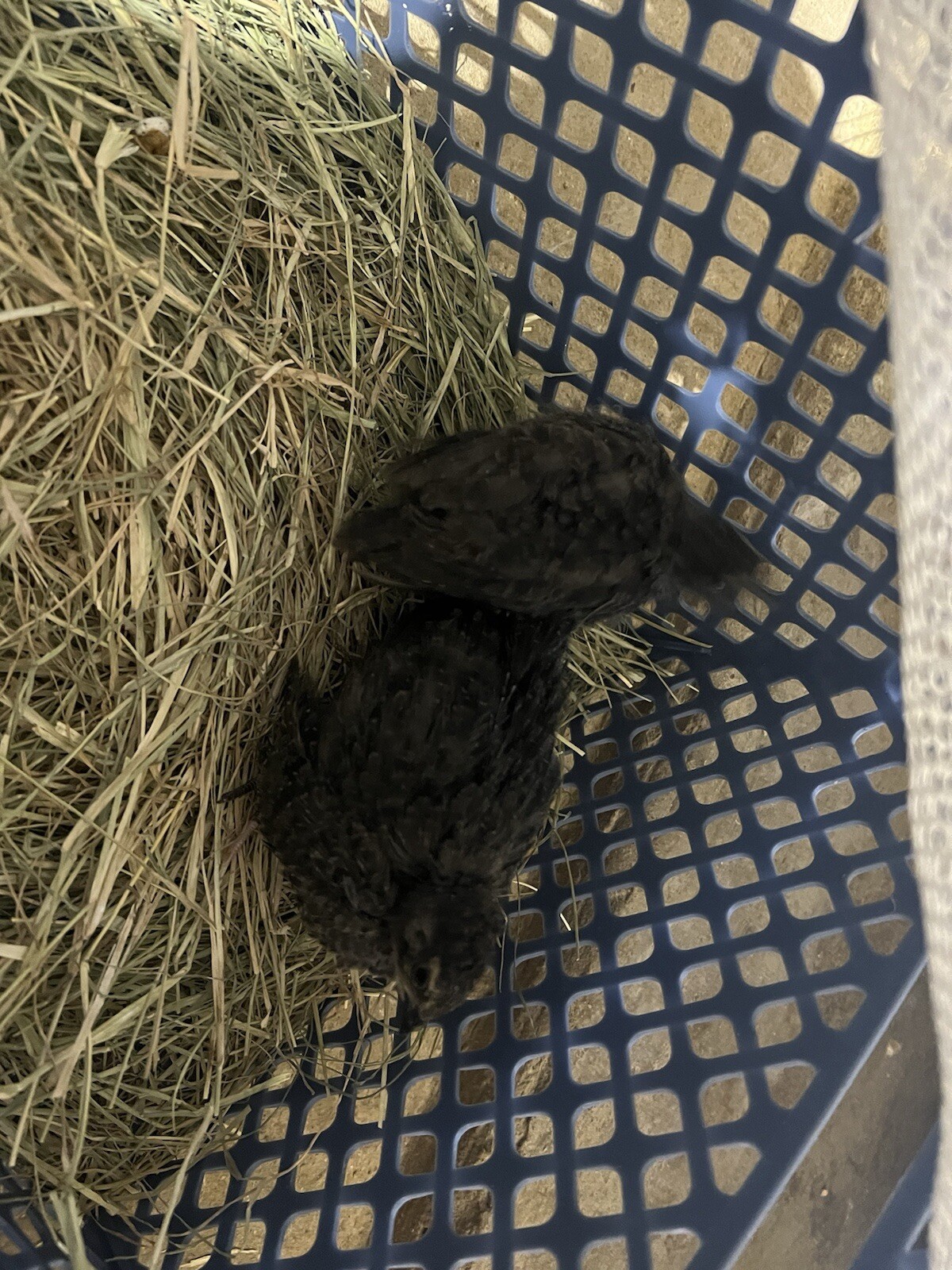 24 All Black Coturnix Quail Hatching Eggs NPIP Healthy