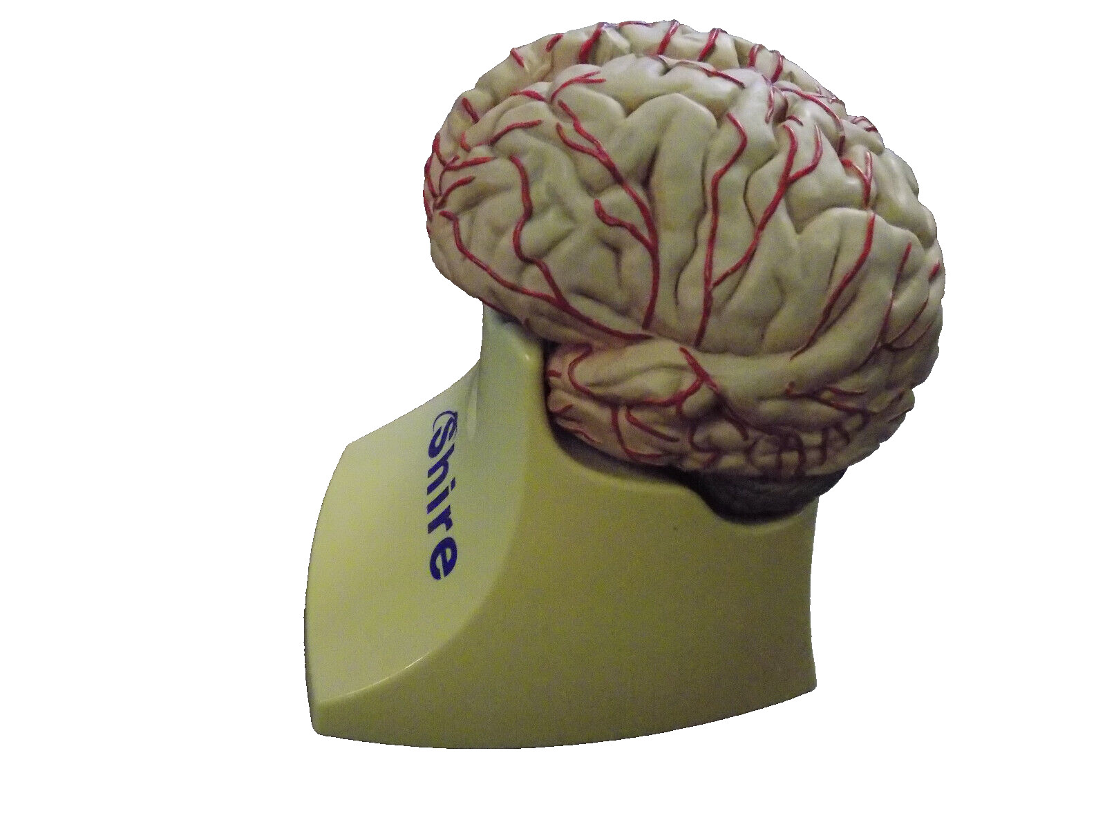 3D Scientific Human Brain Model w Arteries & Slide description Anatomy Shire Vtg