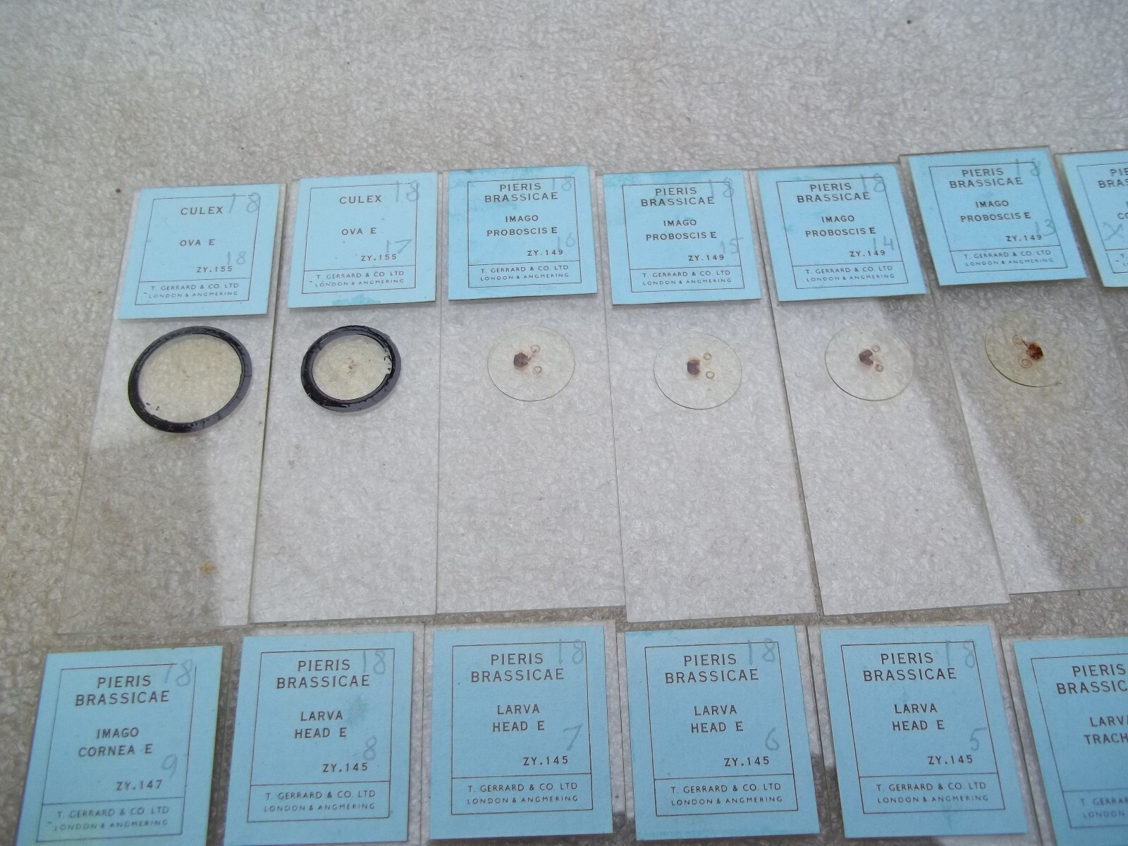 Vintage Glass Microscope Slides -