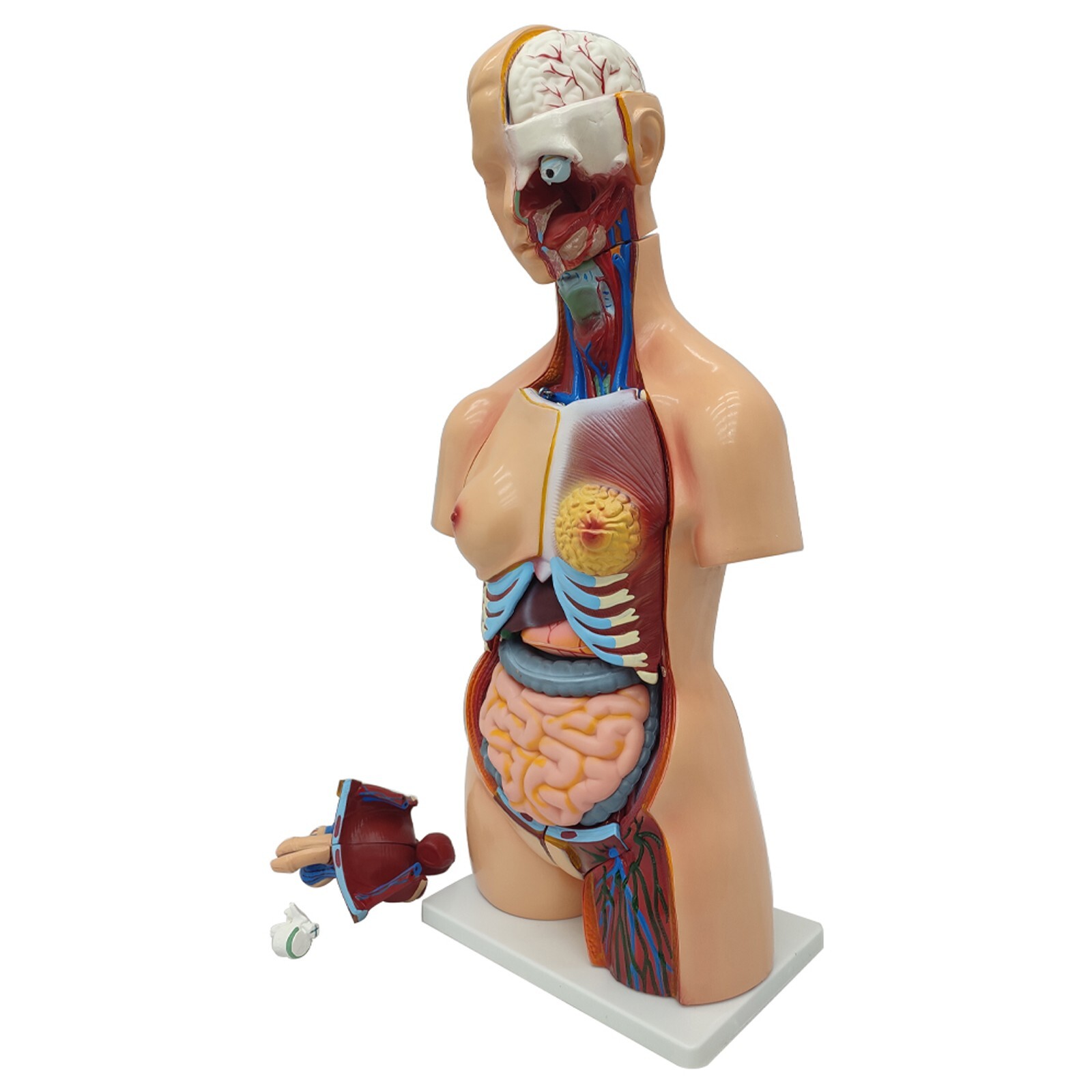 Human Torso Model Replaceable Detachable Female/Male Medical Teaching Model