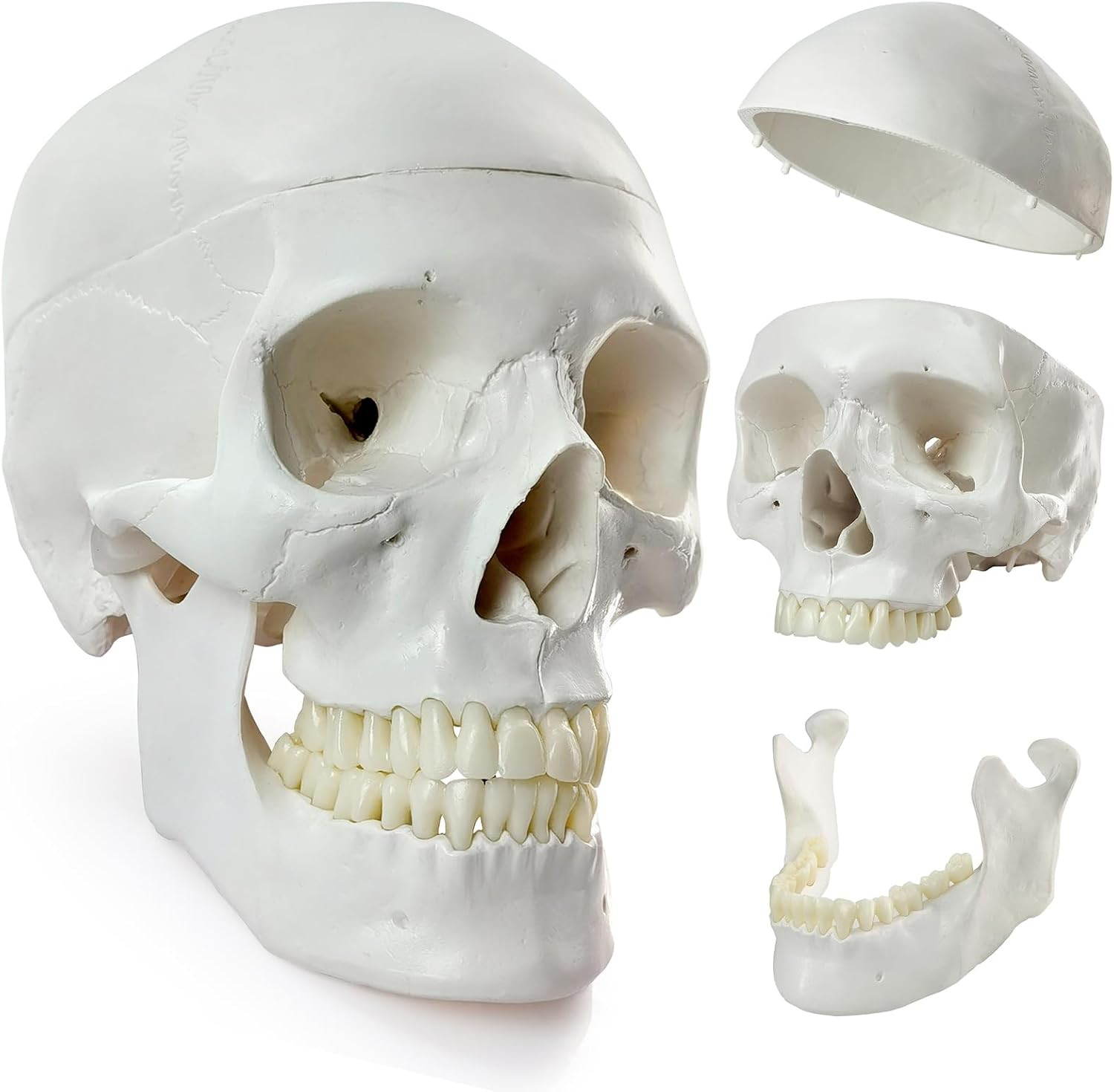 2025 New Human Skull Model, Life Size Medical Anatomy Anatomical Adult Model wit