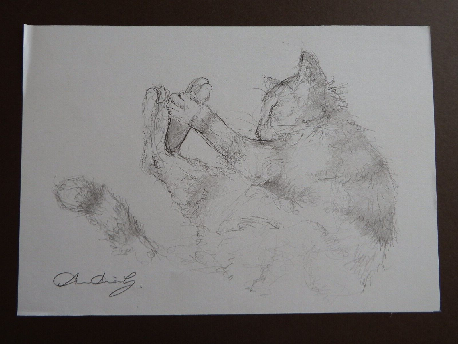 Pencil drawing cat curled sleeping