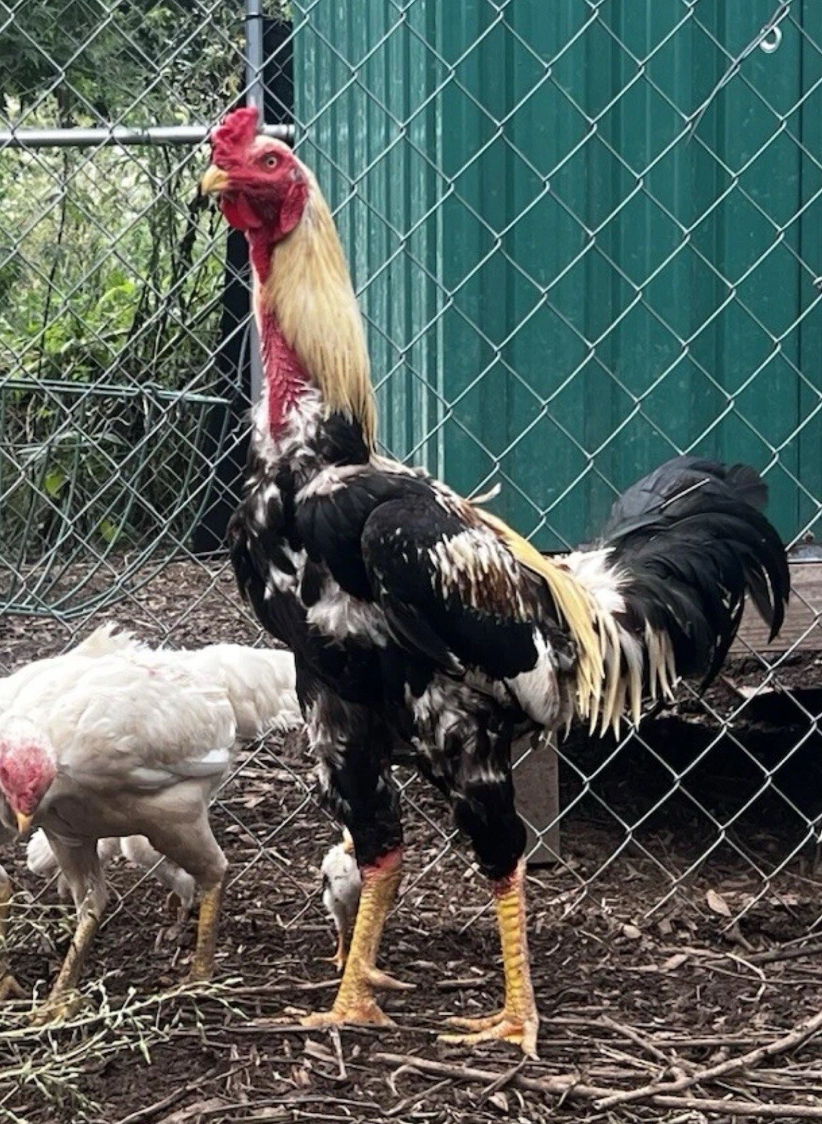 6+ Pure Indio Gigante Eggs - WORLD’S TALLEST CHICKEN! RARE! VELOCIRAPTORS